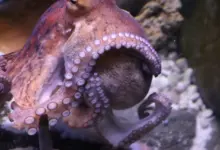 The Octopus With A Detachable Penis