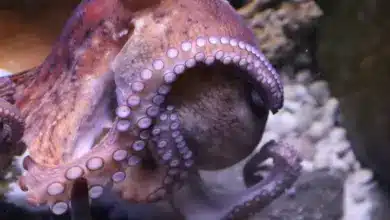 The Octopus With A Detachable Penis