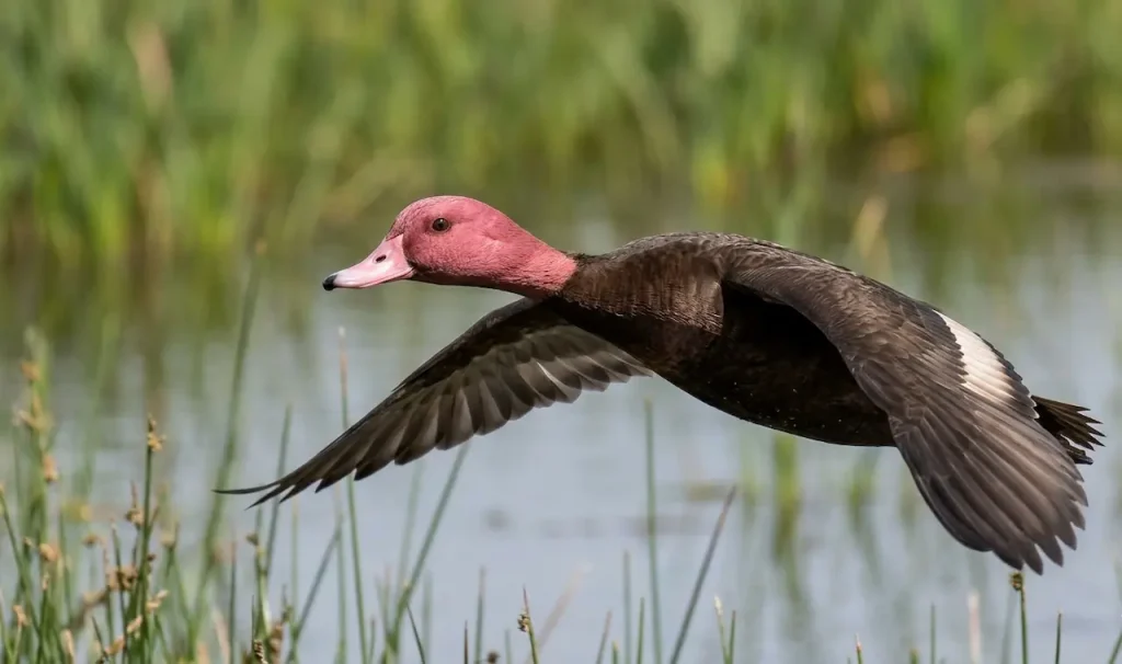 The Pink-headed Duck is Flying Near the River
