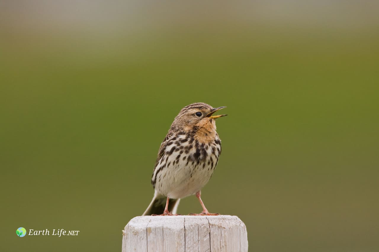 The Red-throated Pipit (Anthus Cervinus)