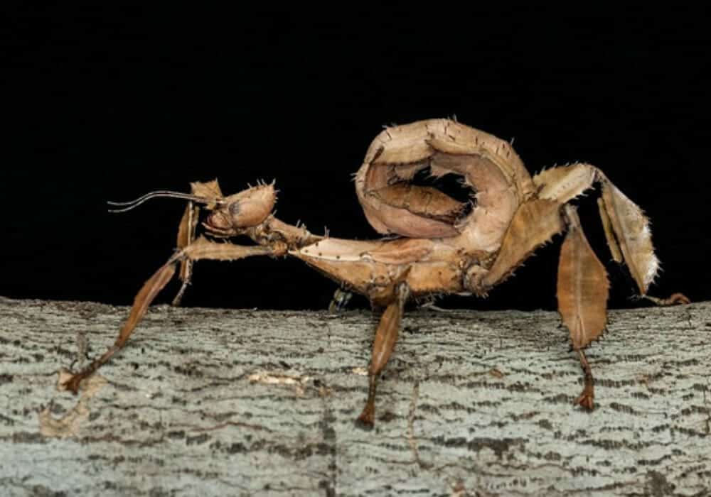 The 12 Ugliest And Creepiest Bugs In The World [2023 ] Earth Life
