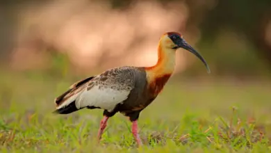A Buff-necked Ibis Standing on the Ground Theristicus