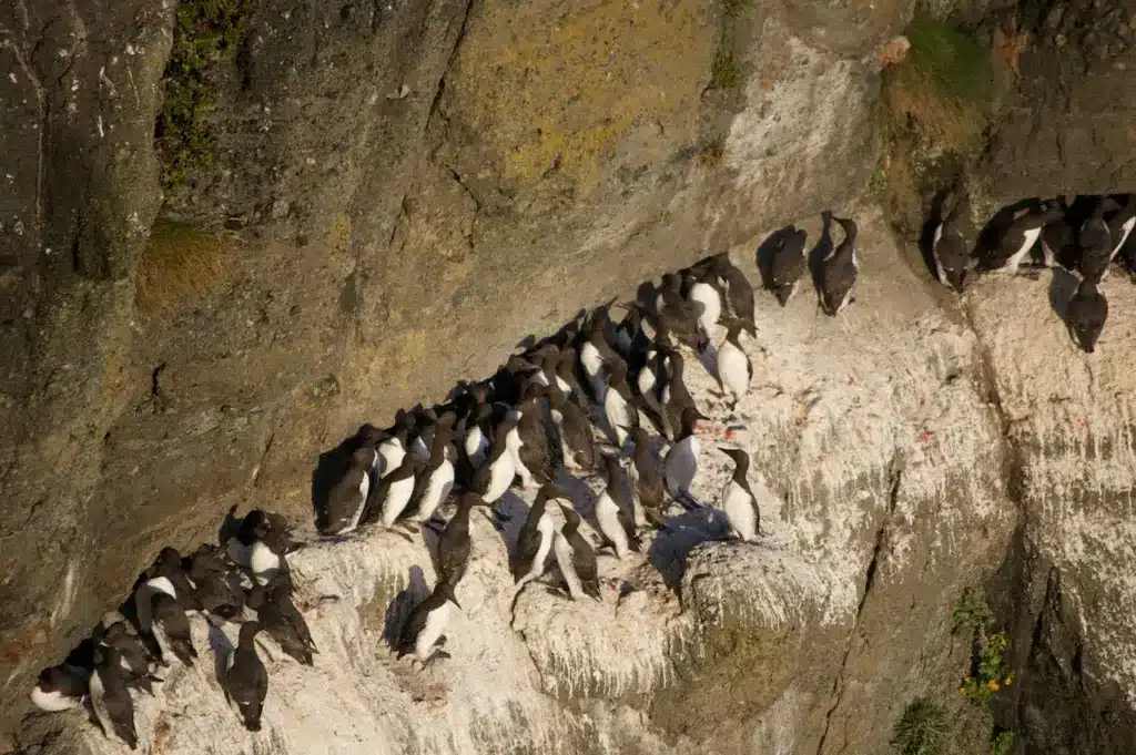 A Group Of Thick-billed Murre