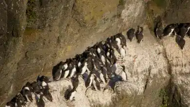 A group Of Thick-billed Murre