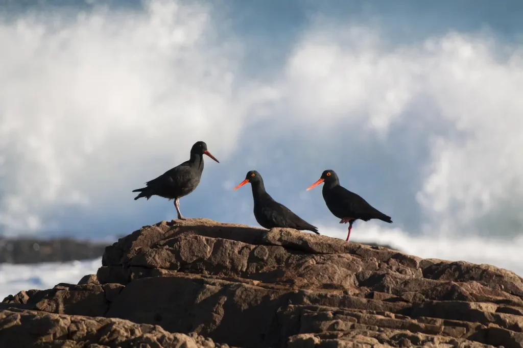Three African Oystercatchers Birds Standing on a Rock 