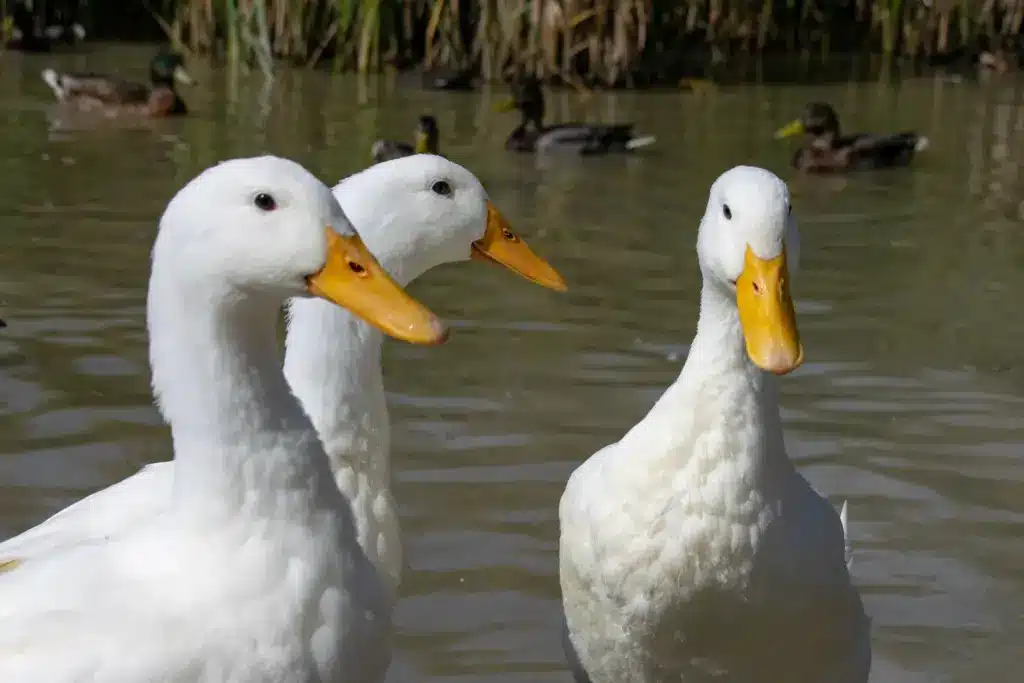 Three Aylesbury Ducks Near The River