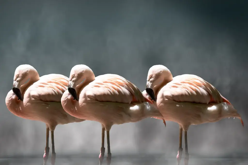 Three Flamingos 
