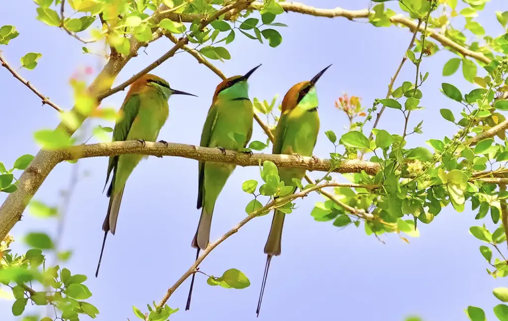 Three Green Bee Eaters Sitting On A Branch