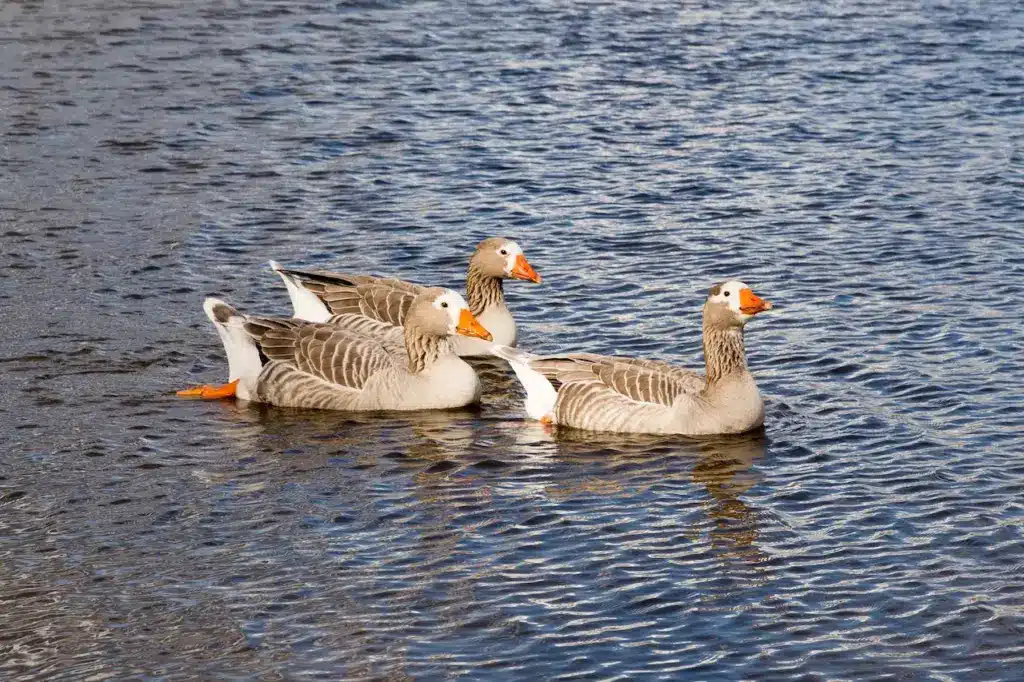 Three Pilgrim Geese Swimming In The Water