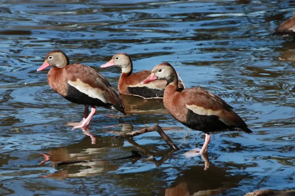 Three Whistling Ducks in the Water