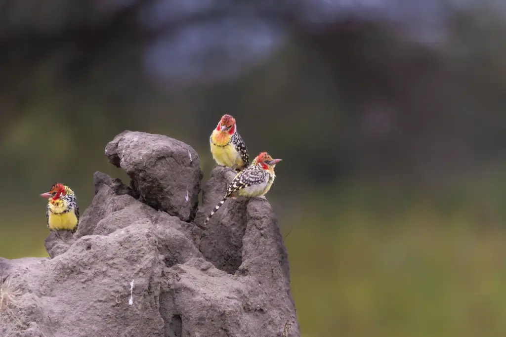 Three Yellow-spotted Barbets Sitting On A Rock
