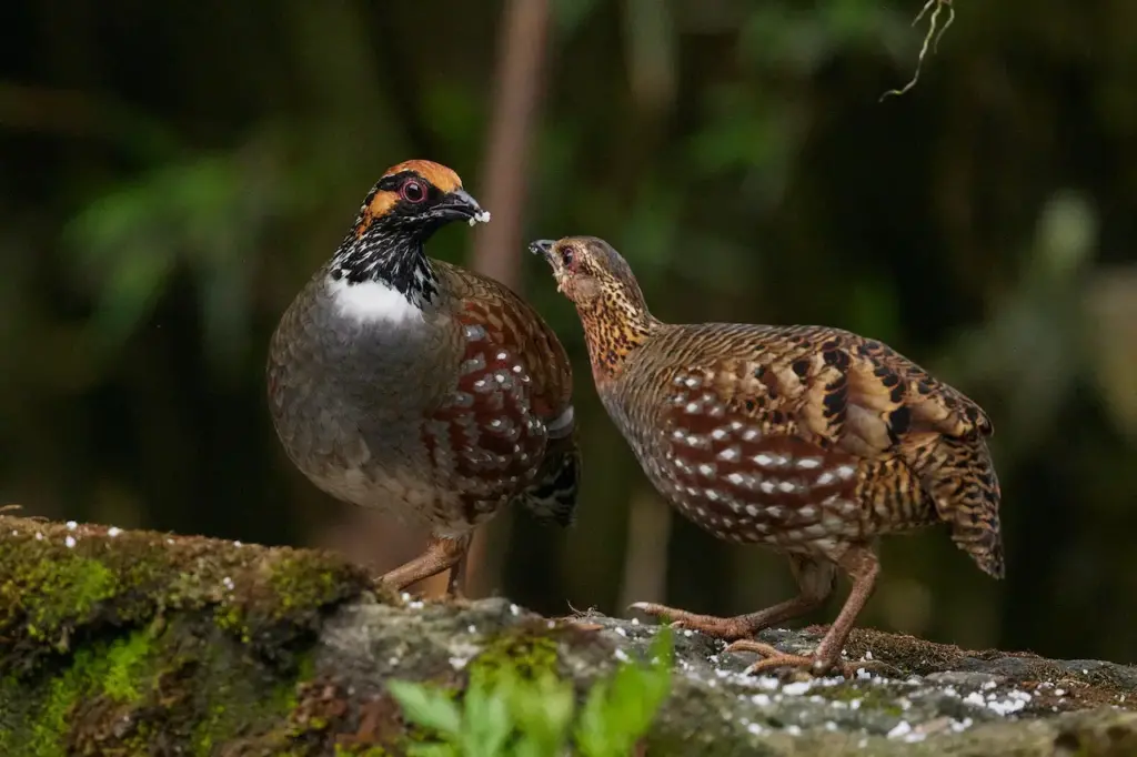 The Two Tibetan Partridges Getting Food