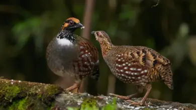 The Two Tibetan Partridges Getting Food