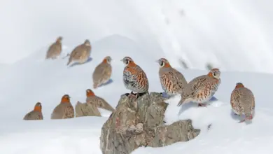 Flock of Tibetan Partridges in the Snow