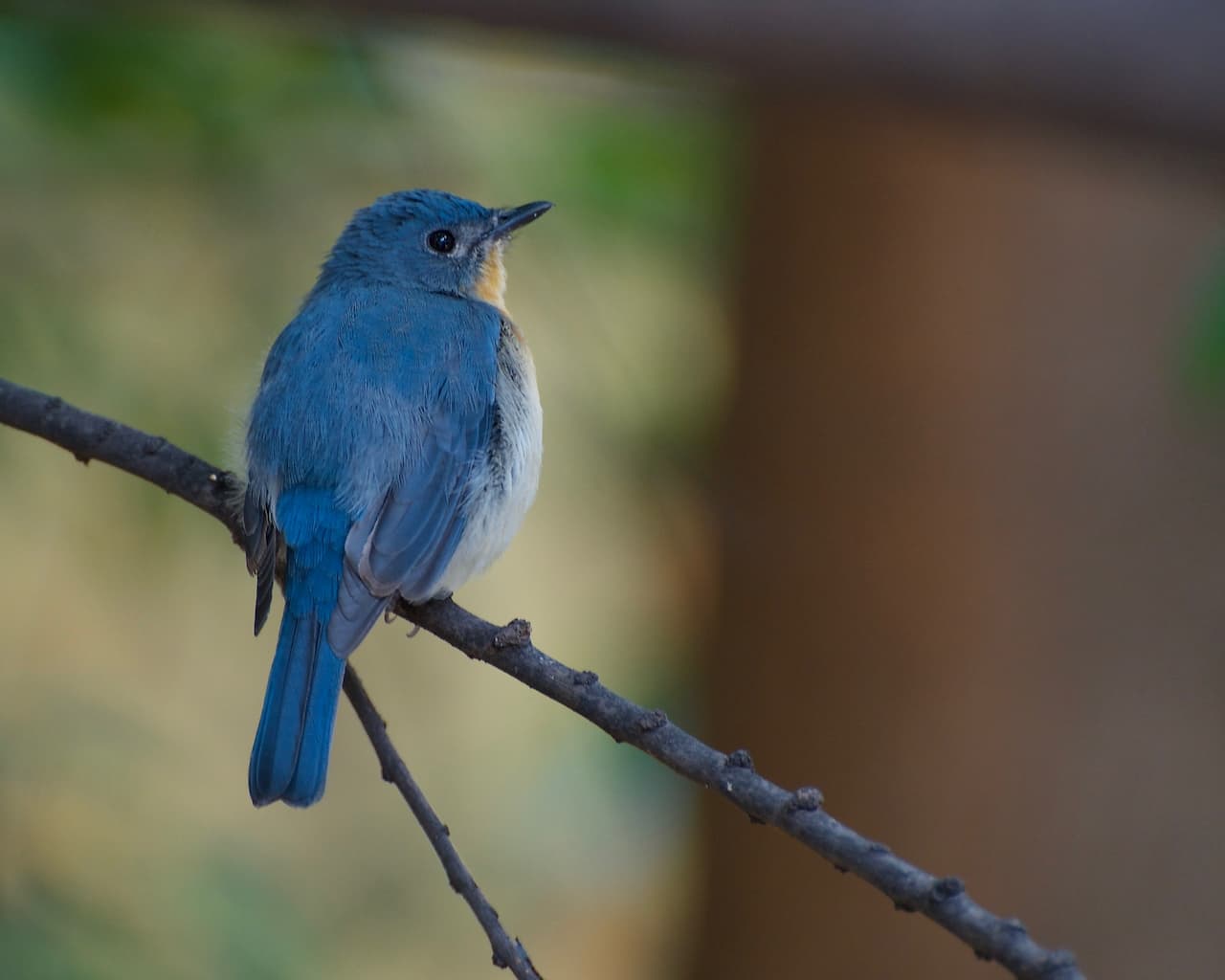 A small Tickells Blue Flycatcher sitting on a branch.