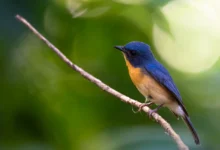 Tickell's Blue Flycatchers