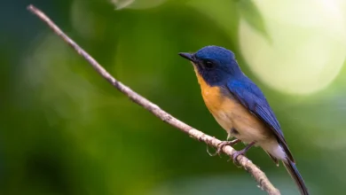 Tickell's Blue Flycatchers