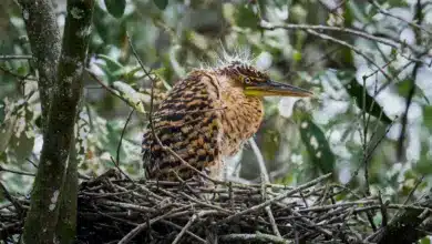 The Tiger Herons Is Building A Nest