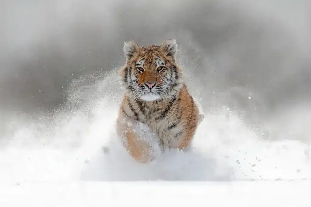 Tiger Running In The Snow