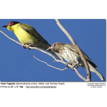Timor Figbirds (Sphecotheres viridis)