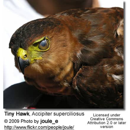 Tiny Hawk, Accipiter superciliosus