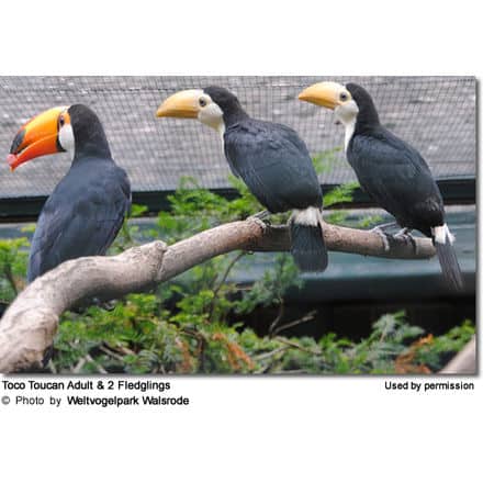 Toco Toucan Adult and 2 Fledglings