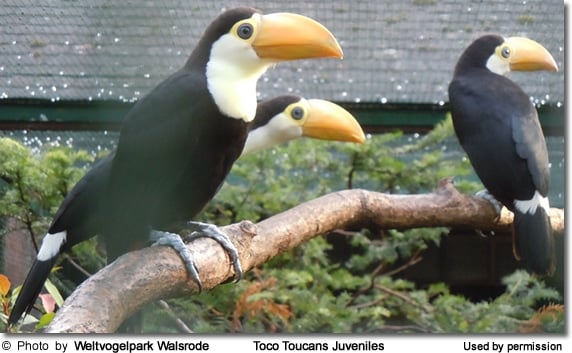 Black-necked Aracari Fledglings