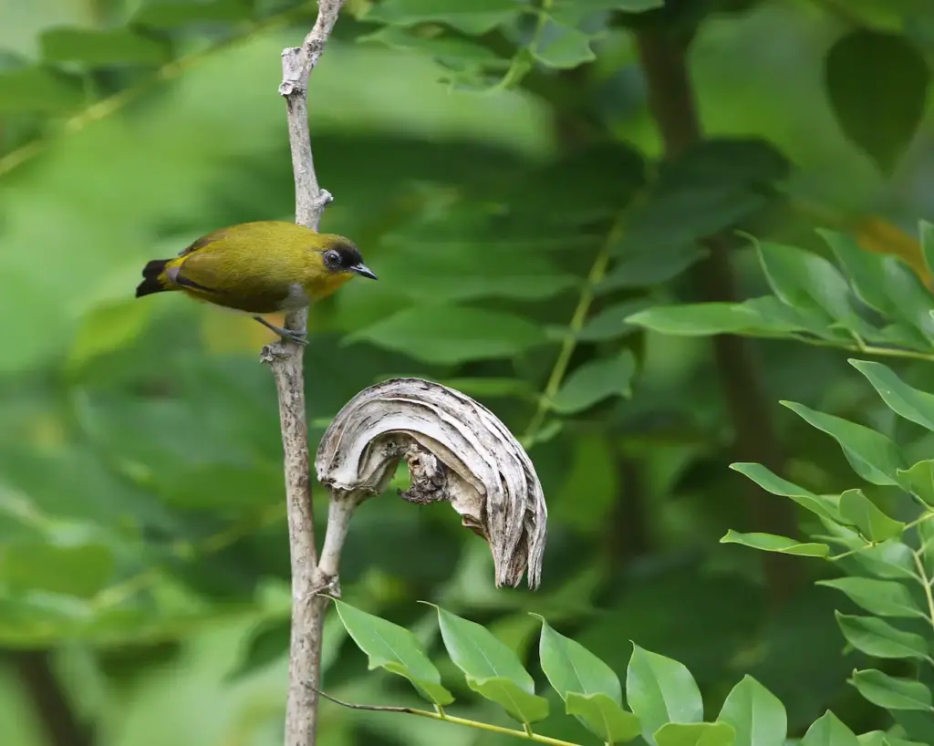 Togian White-eyes Perched On A Tree Branch