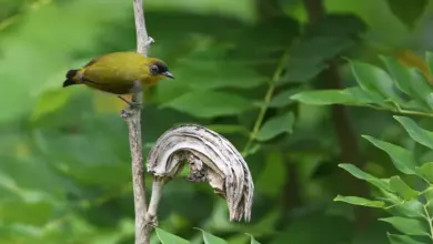 Togian White-eyes Perched On A Tree Branch