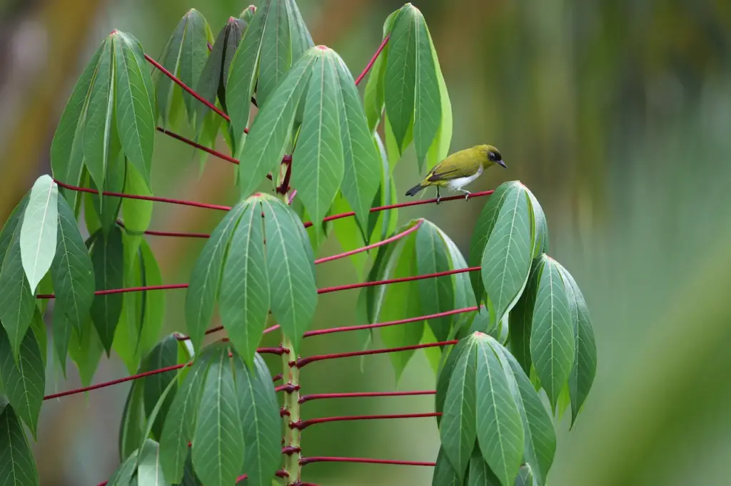 Togian White-eyes Sits On A Leaf 