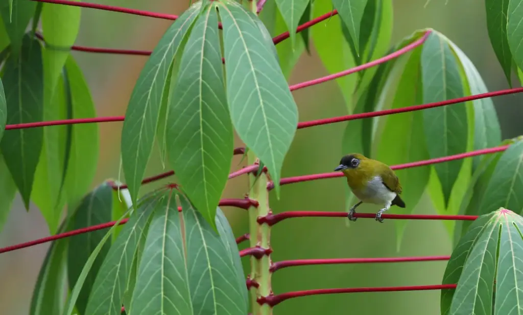 Togian White-eyes Sitting On A Branch