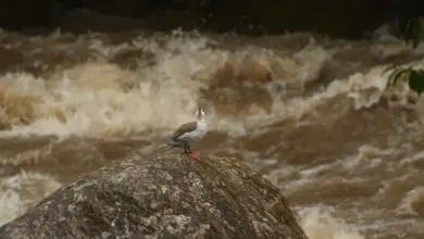 The Torrent Duck Looking For Food In The River