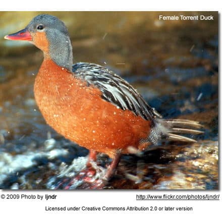 Female Torrent Duck