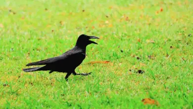 A Torresian Crows Standing on Grassy Ground