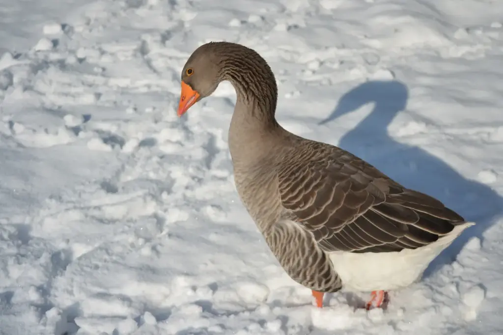 Toulouse Geese on the Snow 