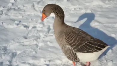 Toulouse Geese on the Snow