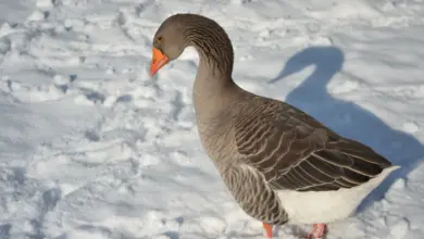 Toulouse Goose in the Snow
