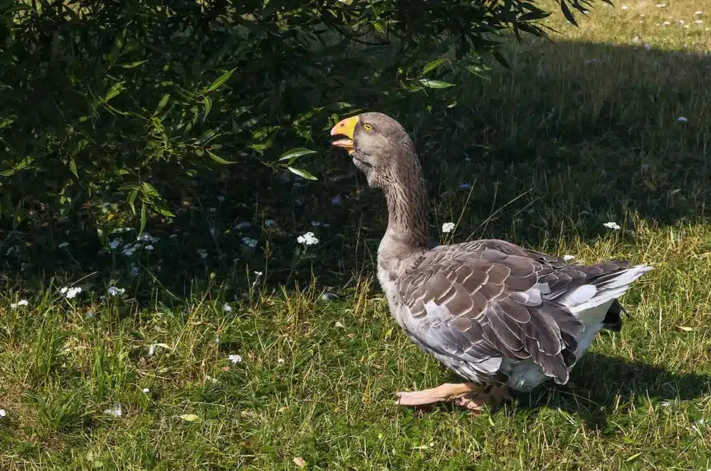 Toulouse Goose in the Grass 
