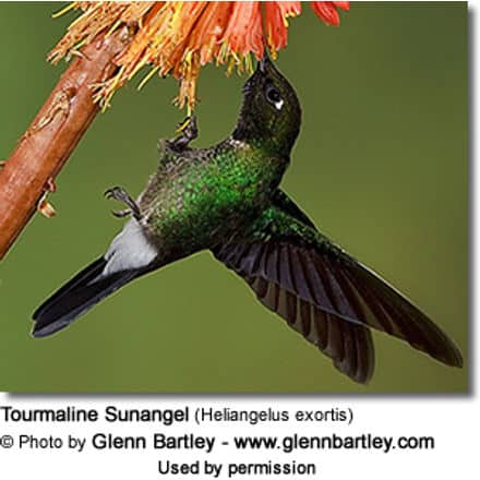 Tourmaline Sunangel (Heliangelus exortis)