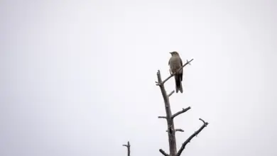 The Townsend’s Solitaires Perched On A Tree