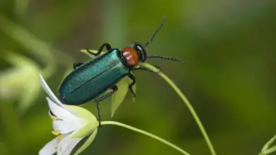 Toxic Beetles of the Lycid Family