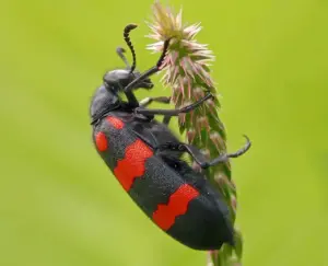 Toxic Beetles of the Lycid Family The Blister Beetle