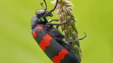 Toxic Beetles of the Lycid Family The Blister Beetle
