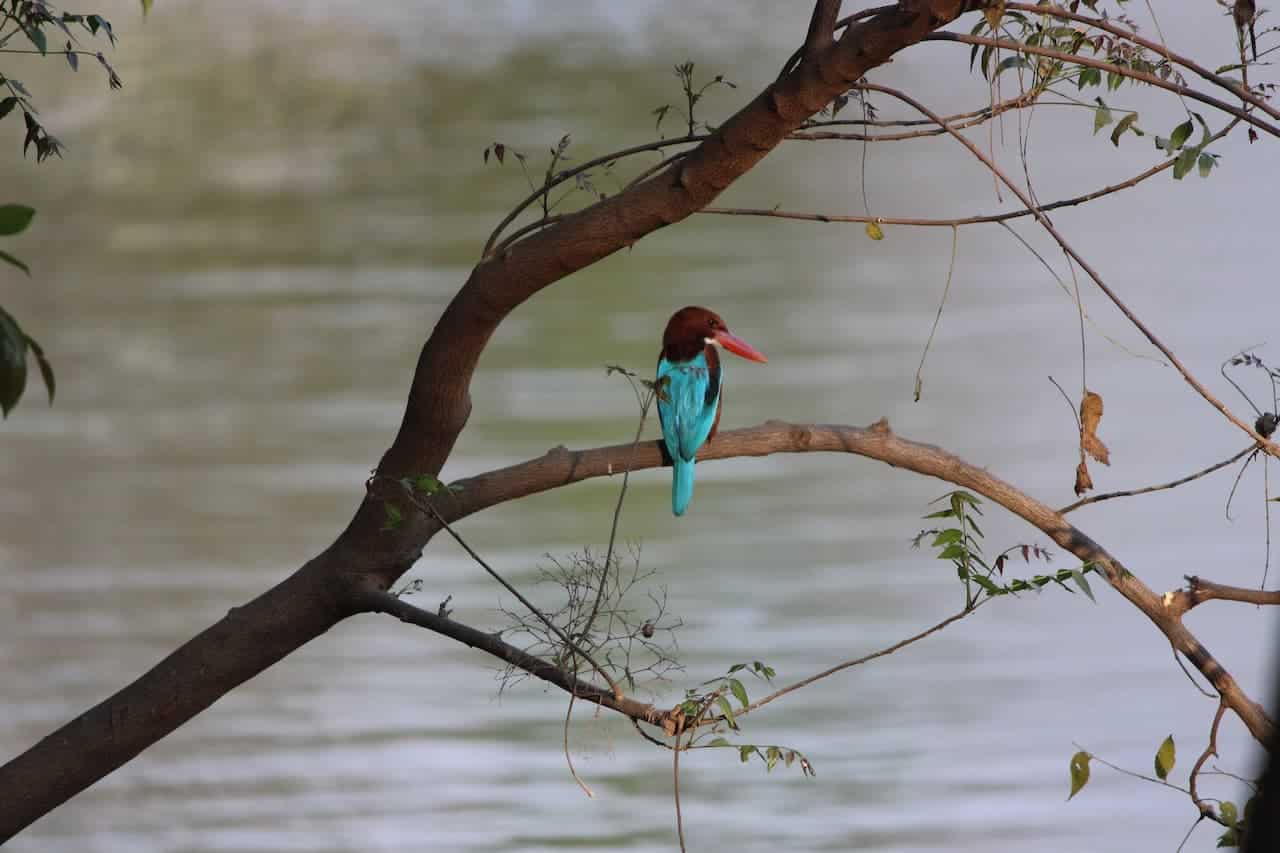 A Bird Sitting On A Tree Branch