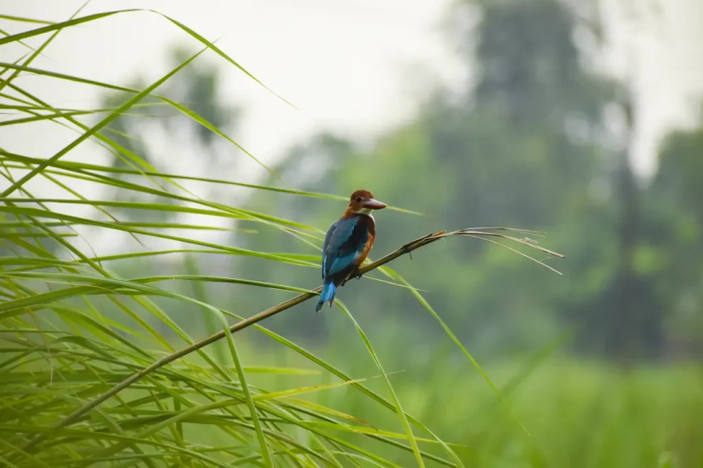 Tree Kingfishers Image