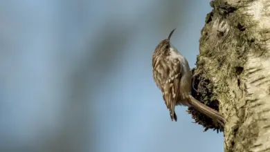 The Treecreepers Perched In A Woods