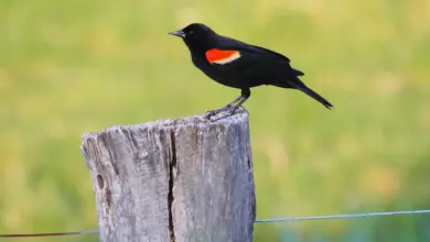 Tricolored Blackbirds Resting on a Fence