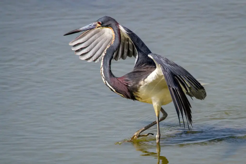 Tricolored Herons Walking on the Water