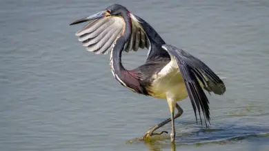 Tricolored Herons Walking on the Water