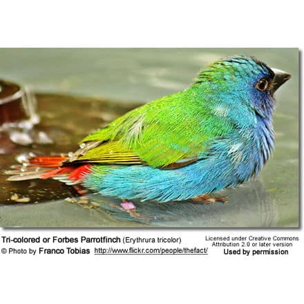 Tri-colored or Forbes Parrotfinch (Erythrura tricolor)